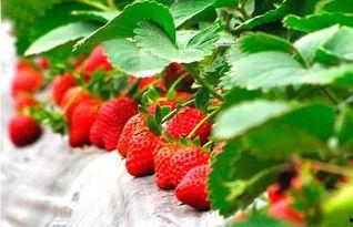 草莓 精彩爆料视频大全,精彩爆料视频大盘点  第2张